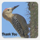 Search for woodpecker stickers Nature