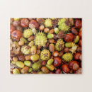 Search for conker Autumn