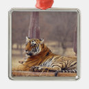 Search for bengal cat ornaments Wild