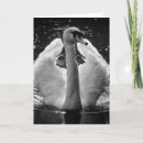 Search for black swan Anniversary