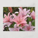 Recherche de floral rose cartes postales Tropical