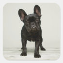 Search for cutest stickers Puppy