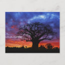 Search for african tree postcards Silhouette