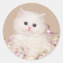 Search for persian kittens stickers Kitty