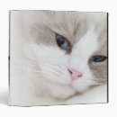 Search for ragdoll binders Feline