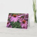 Search for coneflowers note cards Echinacea