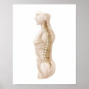 Recherche de vertèbres cervicales posters Médical