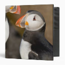 Recherche de atlantique bureau fournitures Faune