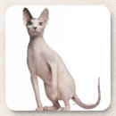 Recherche de felins bar Photographie de chat