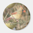 Search for northern magnets Birds