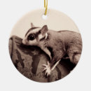 Search for sugar glider ornaments Animal