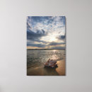 Search for beach shells canvas prints Conch shell