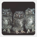 Search for grey owl stickers Black