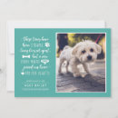 Recherche de chien chat invitations Adoption