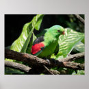 Search for limb posters Nature
