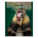 Recherche de africain posters Animal