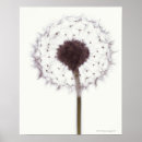 Search for dandelion posters Seed