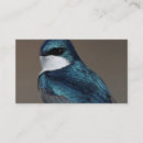 Recherche de hirondelles cartes visite Nature