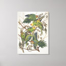 Recherche de ornithologie art Audubon