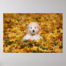 Recherche de goldendoodle art Chiot