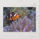 Search for clownfish postcards Underwater
