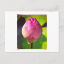Search for budding postcards Lotus