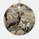 Search for sheep ornaments Red