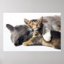 Search for cute baby kitten posters Young animal