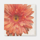 Search for orange gerbera magnets Daisies