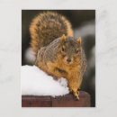 Search for ready vertical postcards Animal