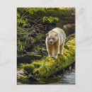 Search for white bear postcards British columbia