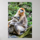 Recherche de singe nez posters Animaux mignons
