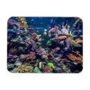 Search for scuba diving magnets Beach