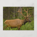 Recherche de élan cartes postales Cerf