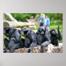 Search for gibbon art Animal