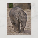 Search for elephant calf postcards Cute
