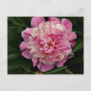 Recherche de pivoine rose cartes postales Blanc