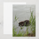 Search for beaver cards Pond