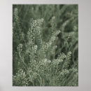 Search for pretty green posters Botanical