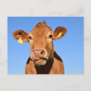 Recherche de highlands cartes postales Écosse