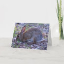 Search for cottontail cards Animal
