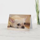 Recherche de chihuahua valentines day cards Animal