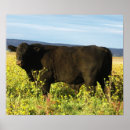 Search for taurus bull posters Cute