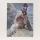 Search for monkey puzzles Young animal