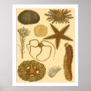 Search for sea kelp art Seaweed