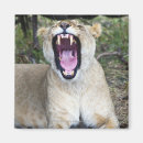 Search for panthera magnets Animal body part