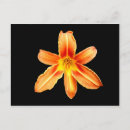 Search for orange lily postcards Lilium
