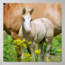Recherche de equine posters Colt