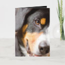 Search for swiss christmas cards Dog
