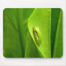 Recherche de grenouille verte tapis souris Nature